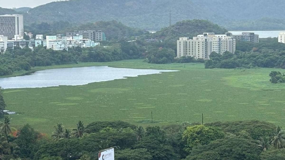 Special campaign to free Powai Lake from the encroachment of water hyacinth
