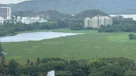 Special campaign to free Powai Lake from the encroachment of water hyacinth