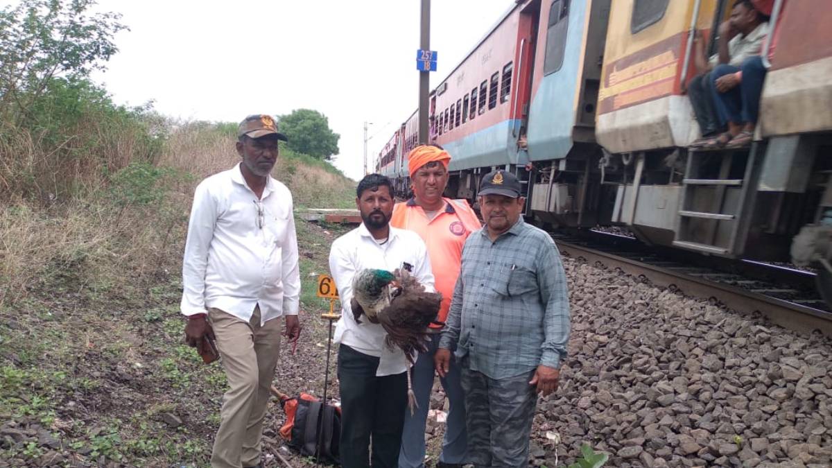 railway peacock accident news in marathi