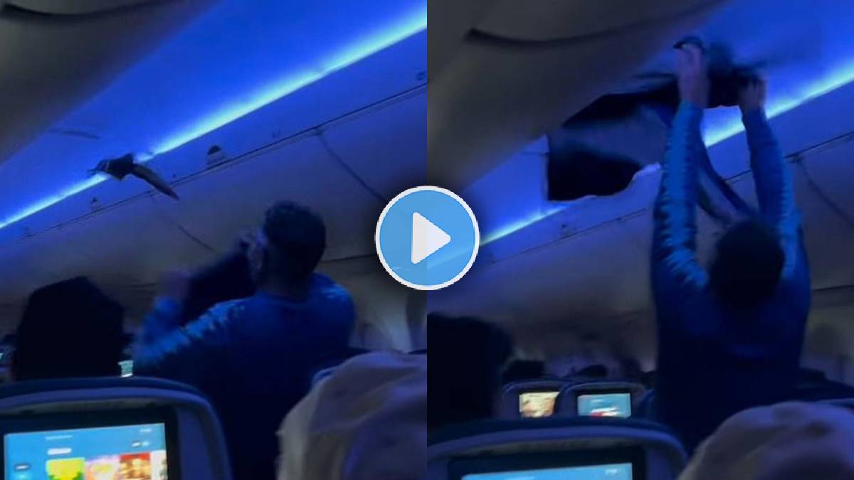 pigeon in plane video viral