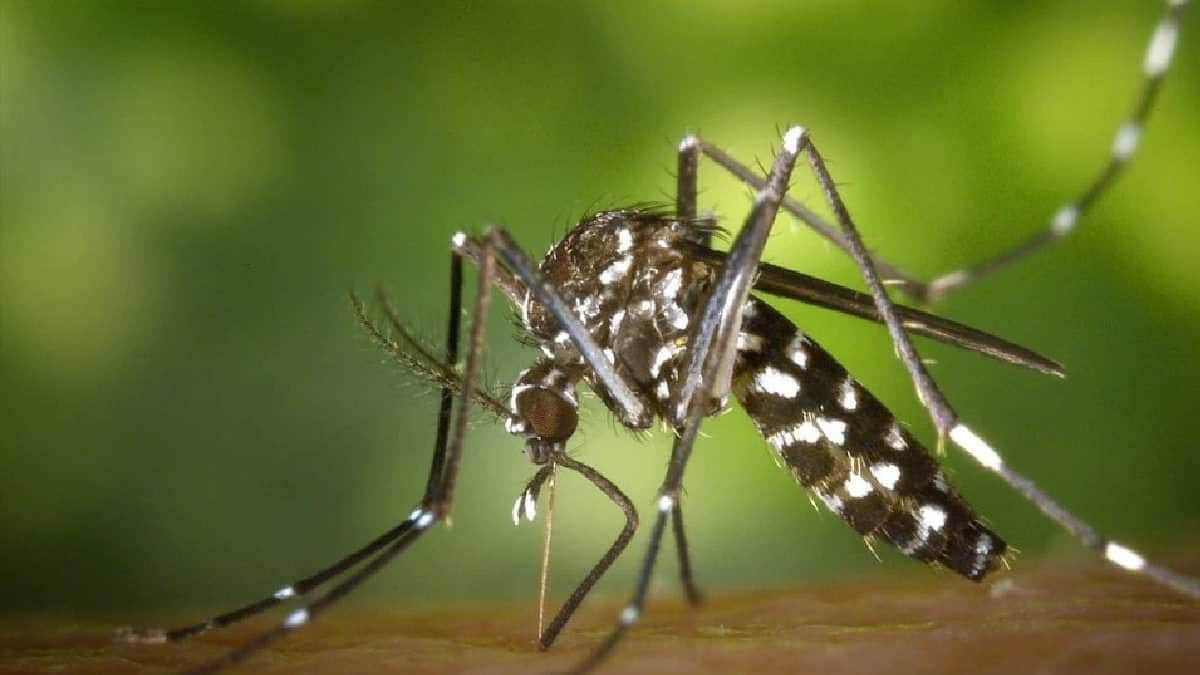 plants that keep mosquitoes away