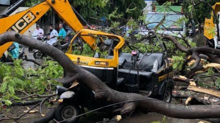 pune tree falls on rickshaw one death