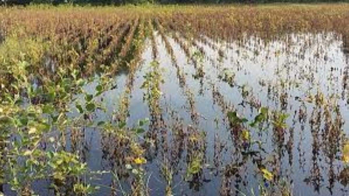 pune purandar rain crop damage flood
