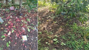 In two days, Palghar district received 31 mm of rain, and initial estimates show damage to over 800 hectares of land