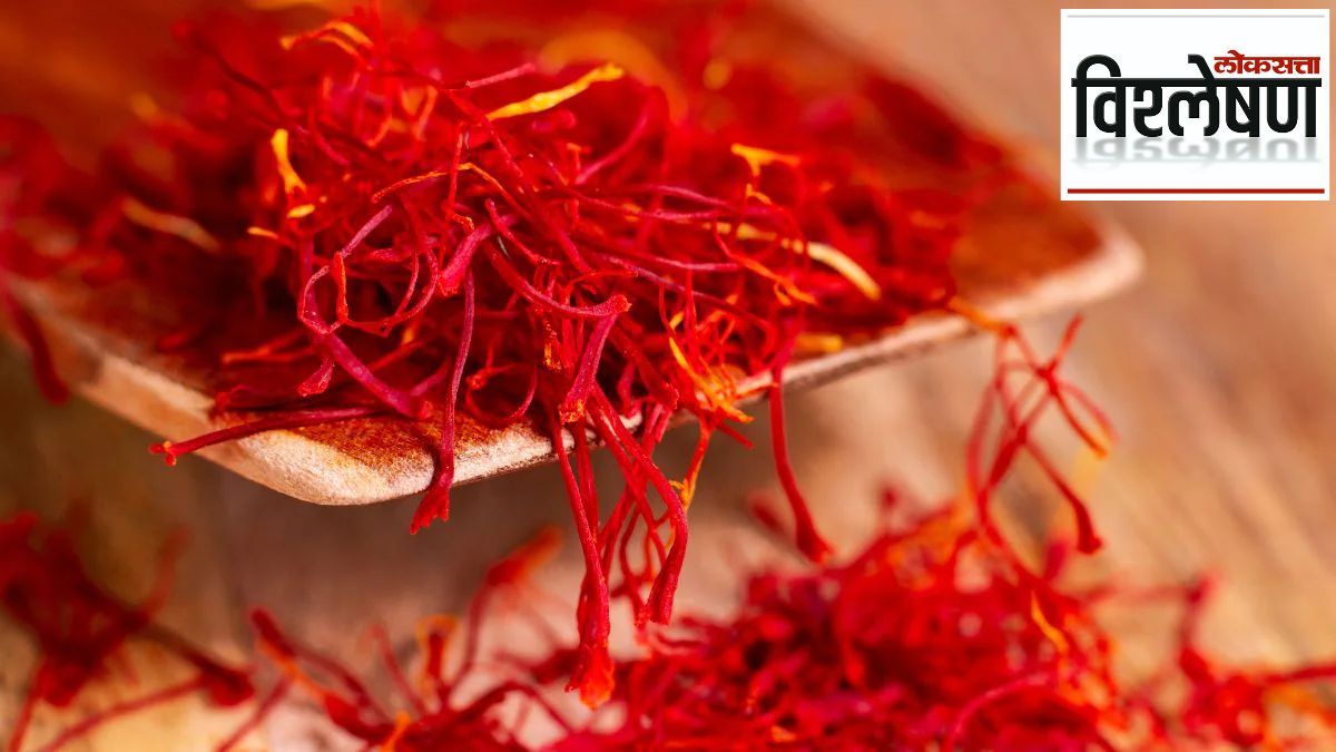 saffron prices are rising faster than gold