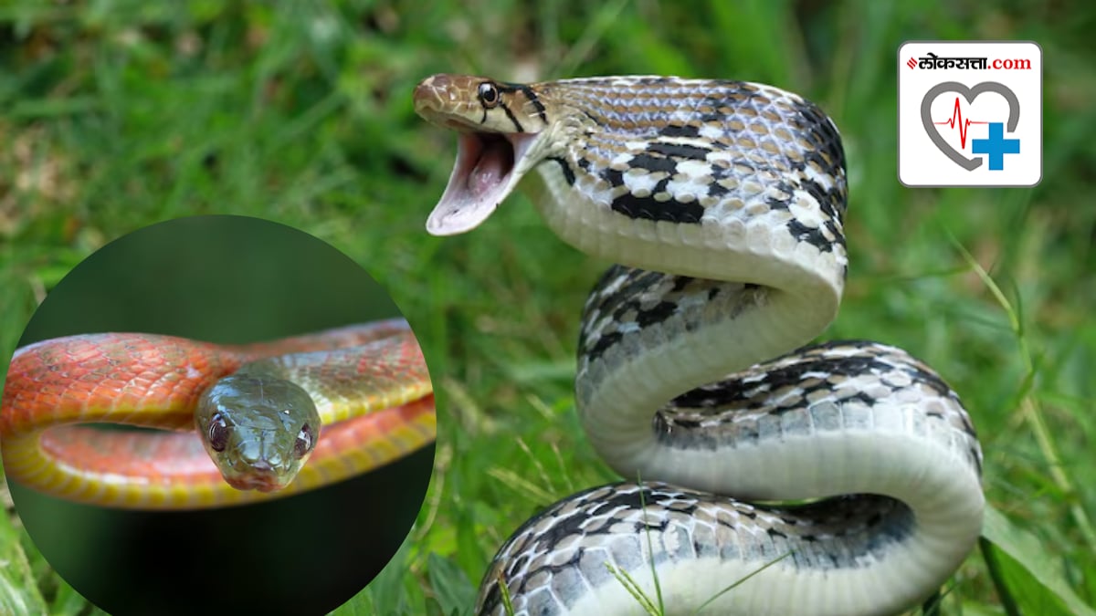 what happens to the body if a venomous snake bites you