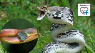 what happens to the body if a venomous snake bites you