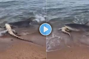 shark eat live crocodile video viral