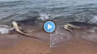 shark eat live crocodile video viral