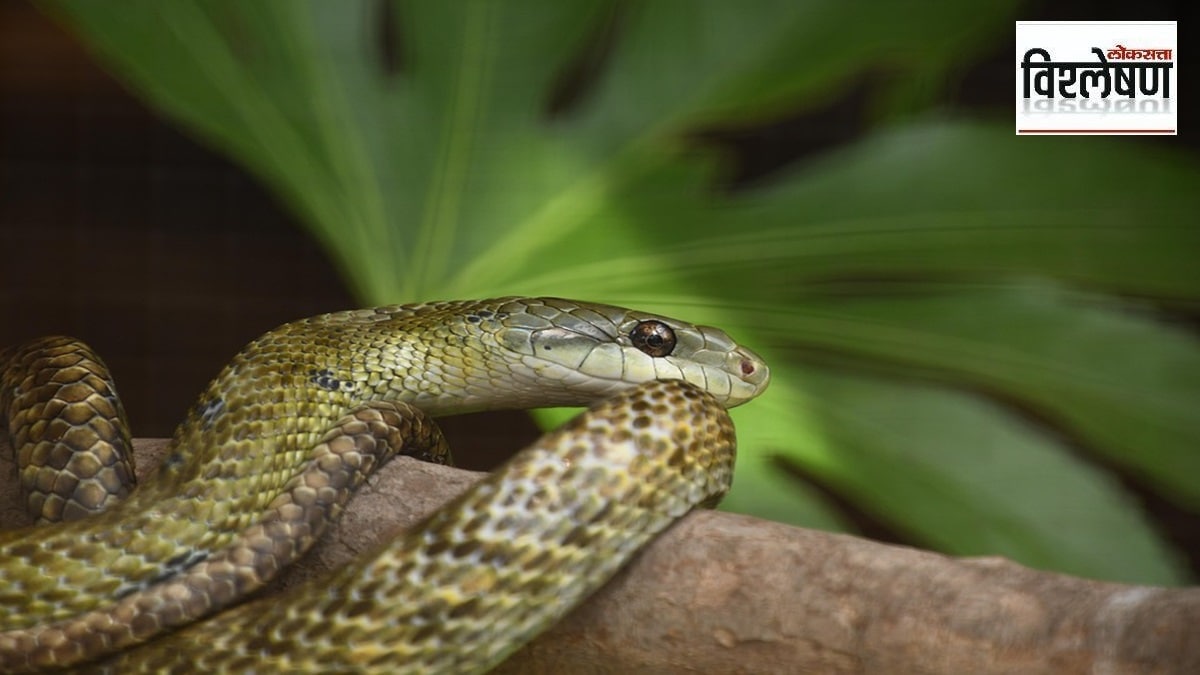 snake venom, snake , Tim Friede , loksatta news,