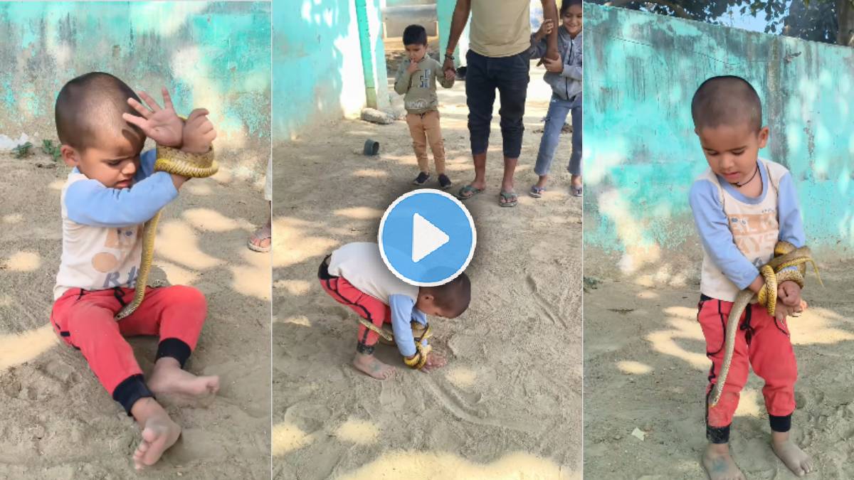 snake viral video