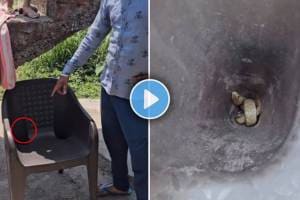 snake viral video | animal viral video