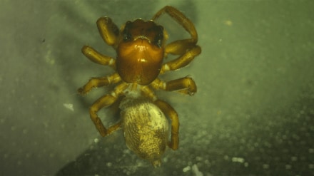 spider species discovered Melghat Hybrosystis chikhaldaraensis
