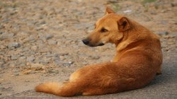 जेजुरी लवकरच डुक्करमुक्त, मोकाट श्वानांचे निर्बिजीकरण