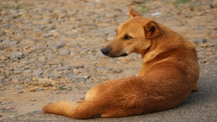 stray dogs Jejuri , Jejuri pigs issue, Jejuri latest news,
