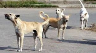 shirur stray dogs attack gujar colony
