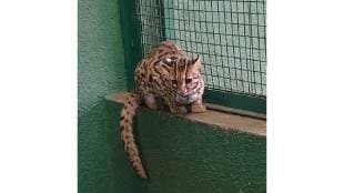 For the first Time the Rajiv Gandhi Zoo in Katraj has successfully bred a rare leopard cat