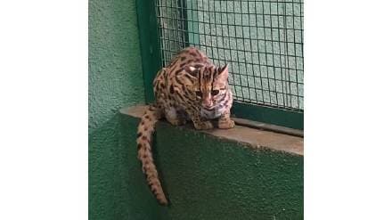 For the first Time the Rajiv Gandhi Zoo in Katraj has successfully bred a rare leopard cat