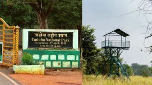 chandrapur tiger census program being held at Tadoba Tiger Reserve