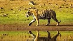 सावंतवाडीच्या चौकुळमध्ये वाघाचे दर्शन, पश्चिम घाटातील समृद्ध जैवविविधतेचा पुरावा!