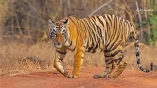 news on tiger attacks in marathi