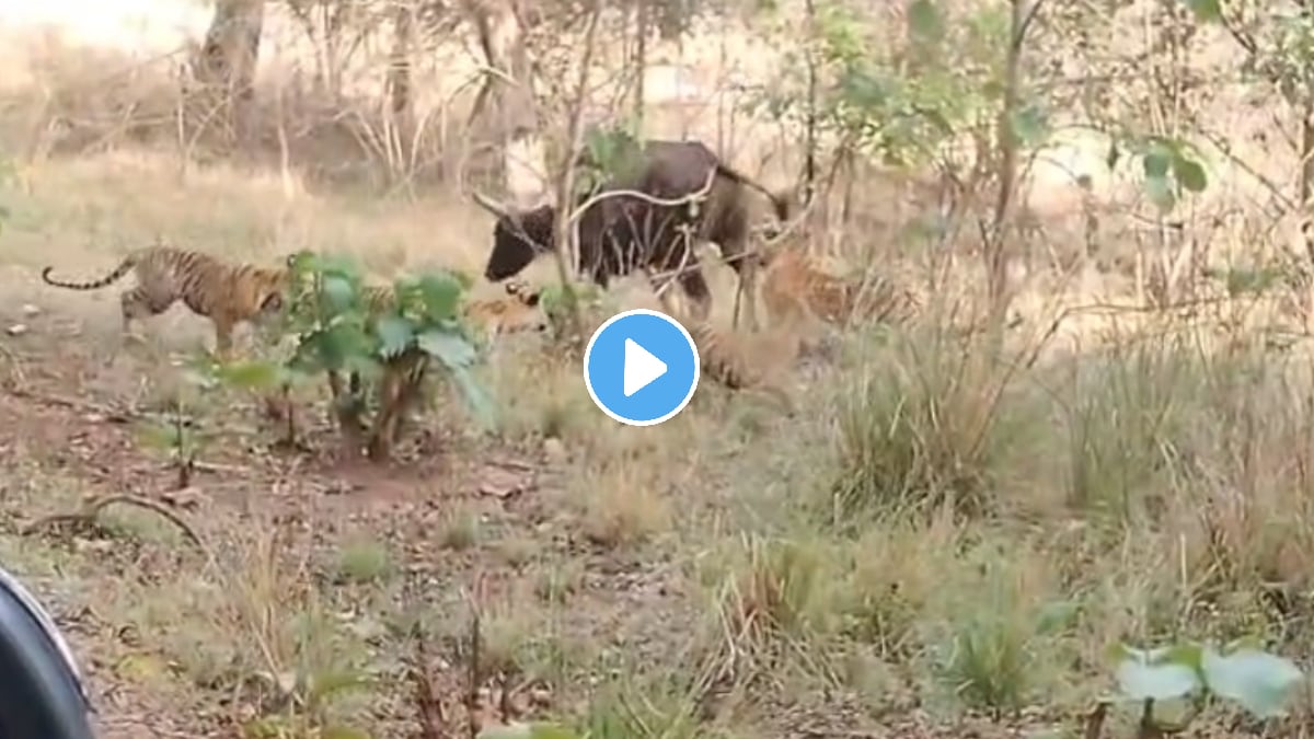 tigress and her three cubs hunted a nilgai Chandrapur news