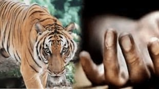Woman died in tiger attack 10 people died in 17 days