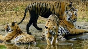 nagpur video of tigress and cubs near Khursapar Gate in Pench Tiger Reserve