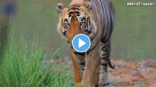 body size of the tigers in the Tadoba Andhari Tiger Reserve is similar to tigers in Melghat