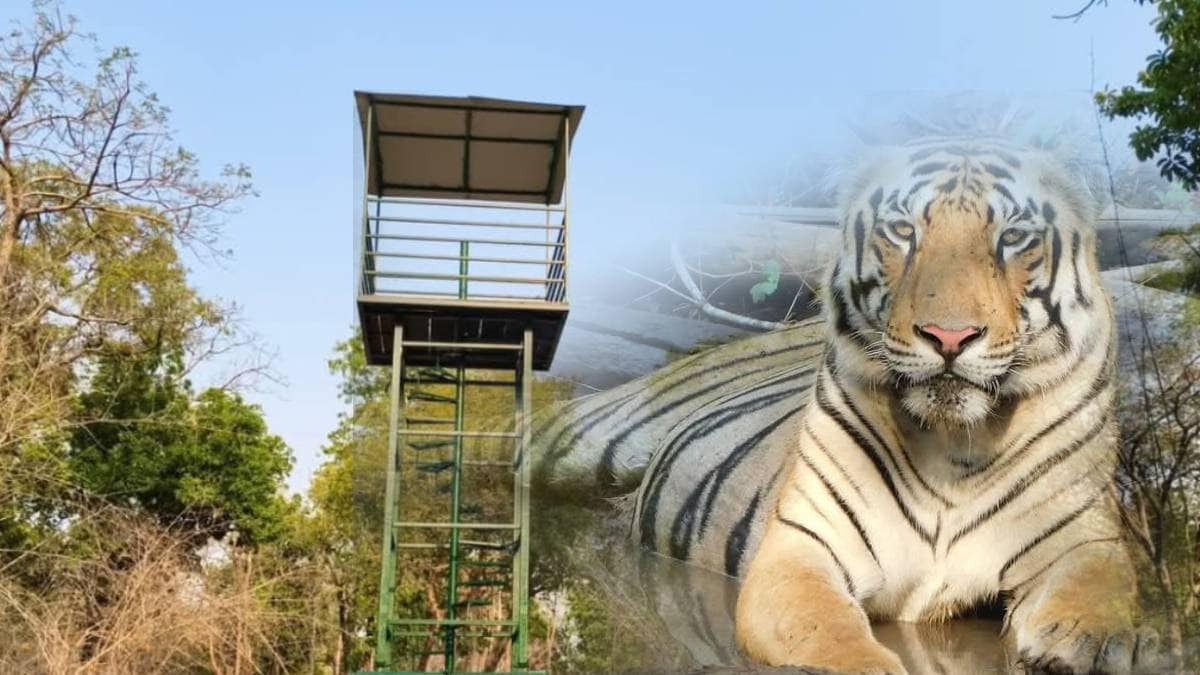Tadoba Andhari tiger census news in marathi