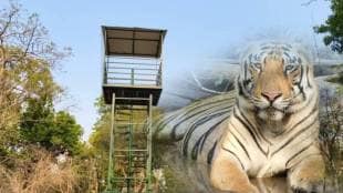Tadoba Andhari tiger census news in marathi