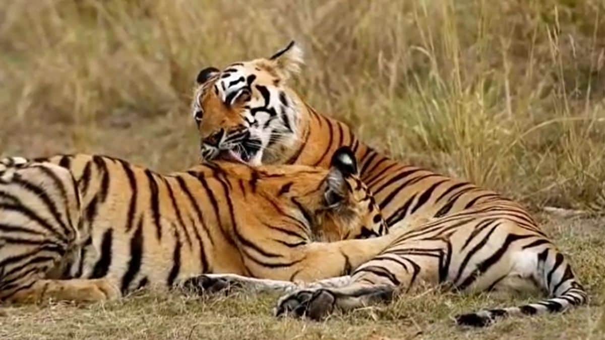nagpur tadoba Tiger Project Mothers Day of the tiger