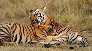 nagpur tadoba Tiger Project Mothers Day of the tiger