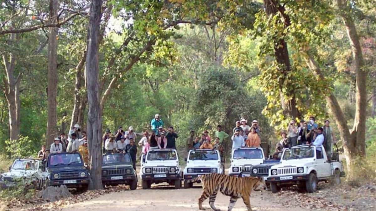 Tiger safari set up on 171 hectares of land in Chandrapur