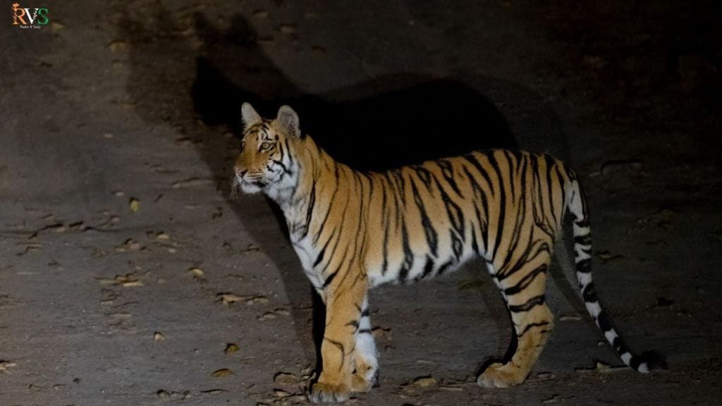yavatmal tipeshwar painganga wildlife census tigers increase tourism