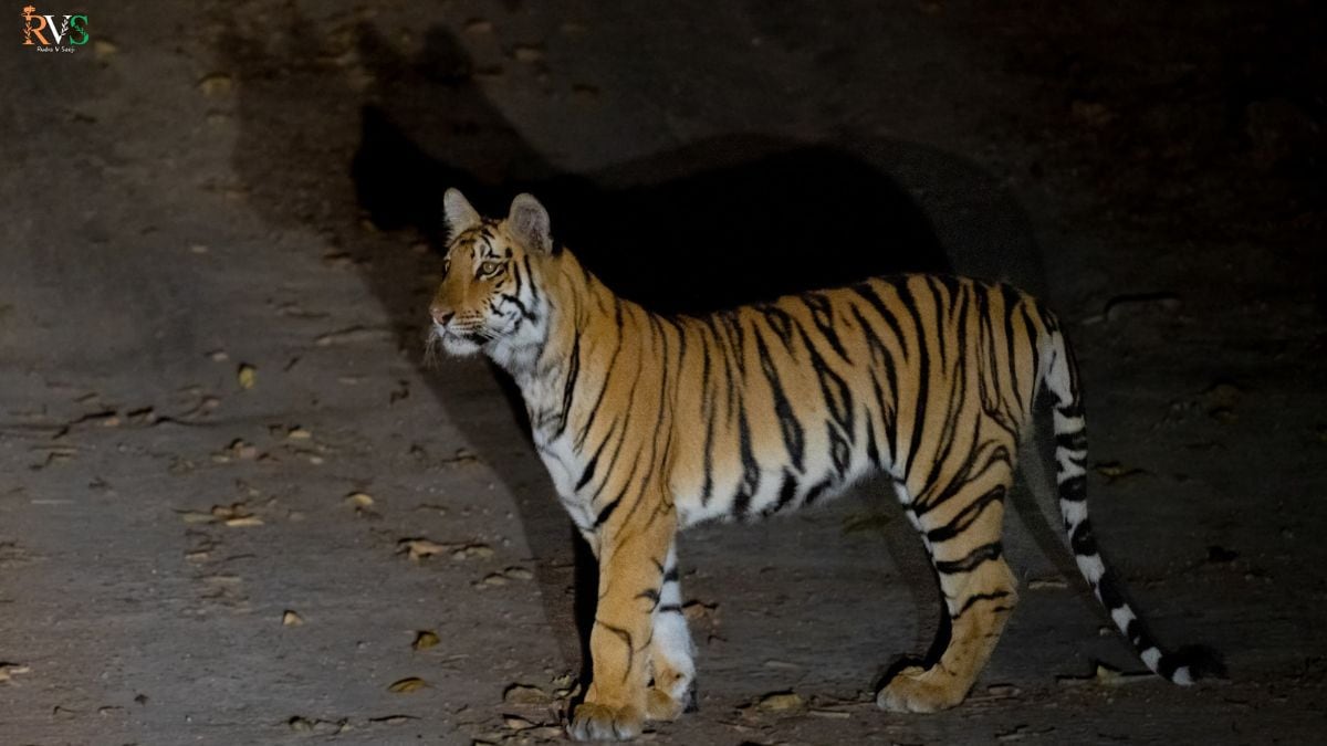 yavatmal tipeshwar painganga wildlife census tigers increase tourism