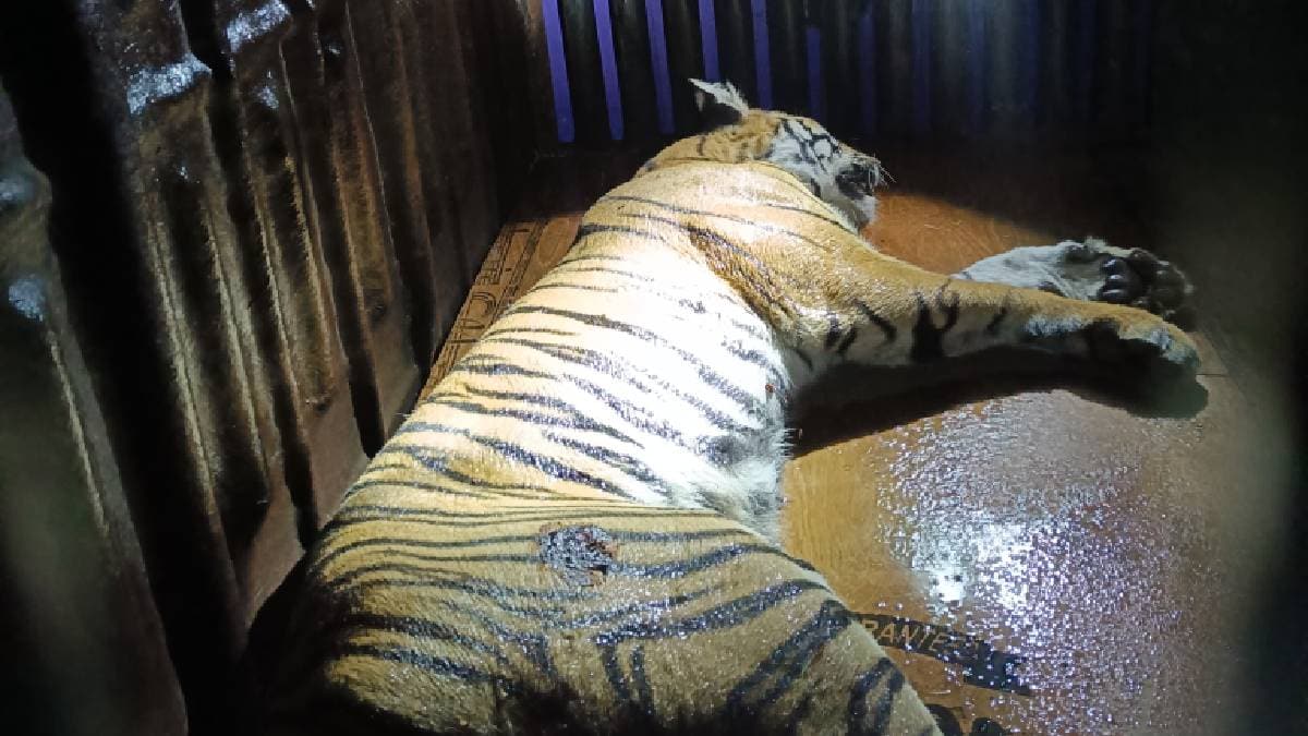 Maharashtra  state forest department has captured about 35 tigers