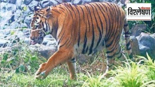 Loksatta explained What is the fate of the attacking tigress in the Ranthambore Tiger Reserve