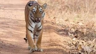 man killed by tiger in Chandrapur news in marathi