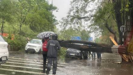 Heavy rainfall in Nashik city has caused trees to fall in various locations,