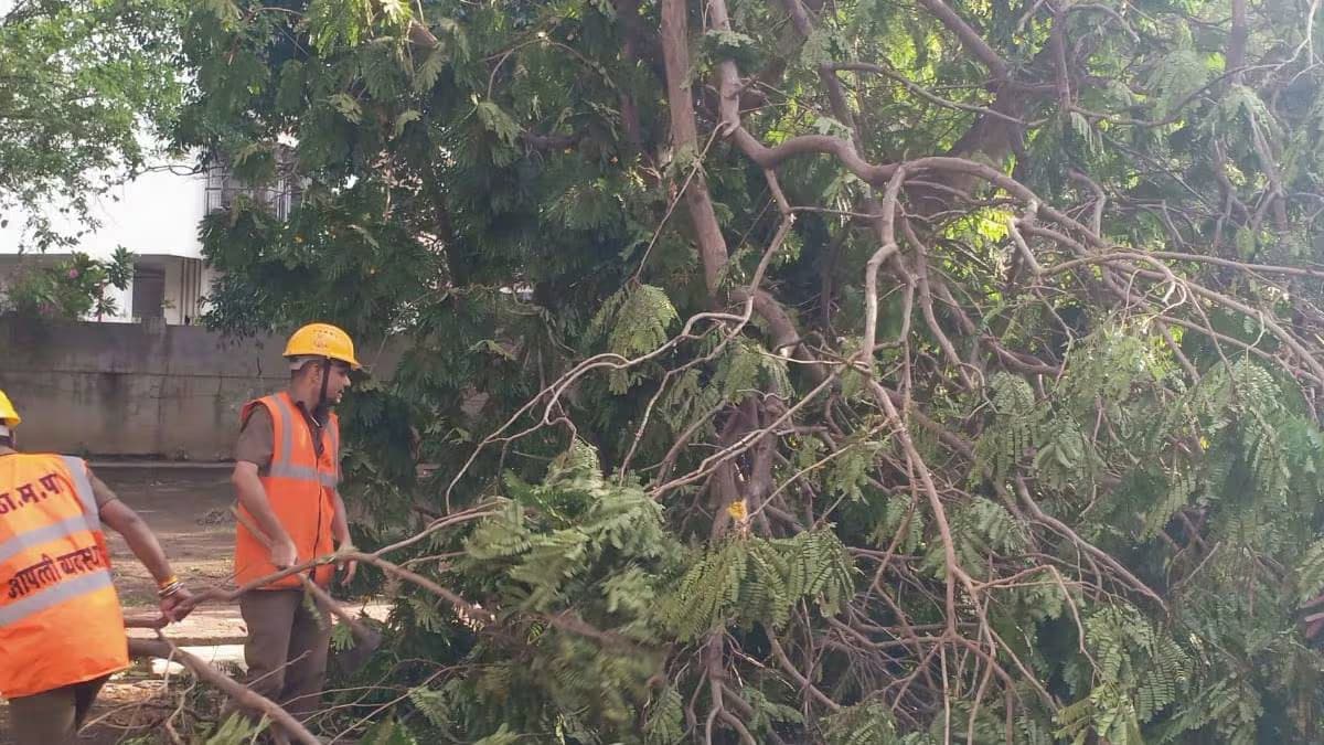 193 trees fell due to rains in Pune in May this year pune news