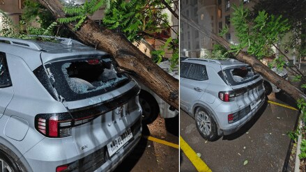 Due to rain, trees fell at three places in Thane city