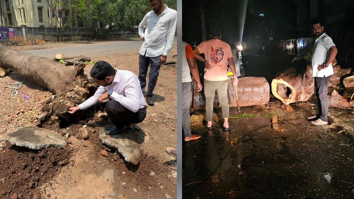 400 trees fell due to heavy rain in Nashik news
