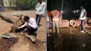 400 trees fell due to heavy rain in Nashik news