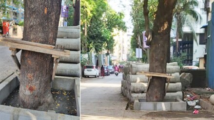 In Dombivli, trees are being misused on Savarkar Road for bending iron rods