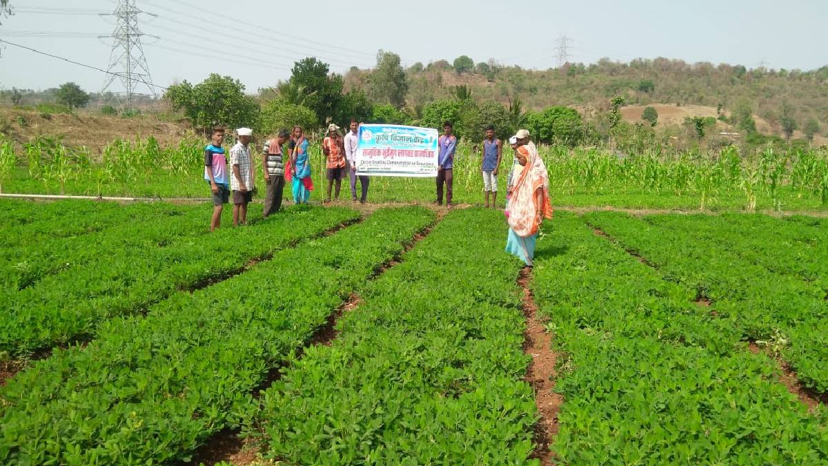 Successful experiment of summer groundnut cultivation by tribal farmer in Palghar district