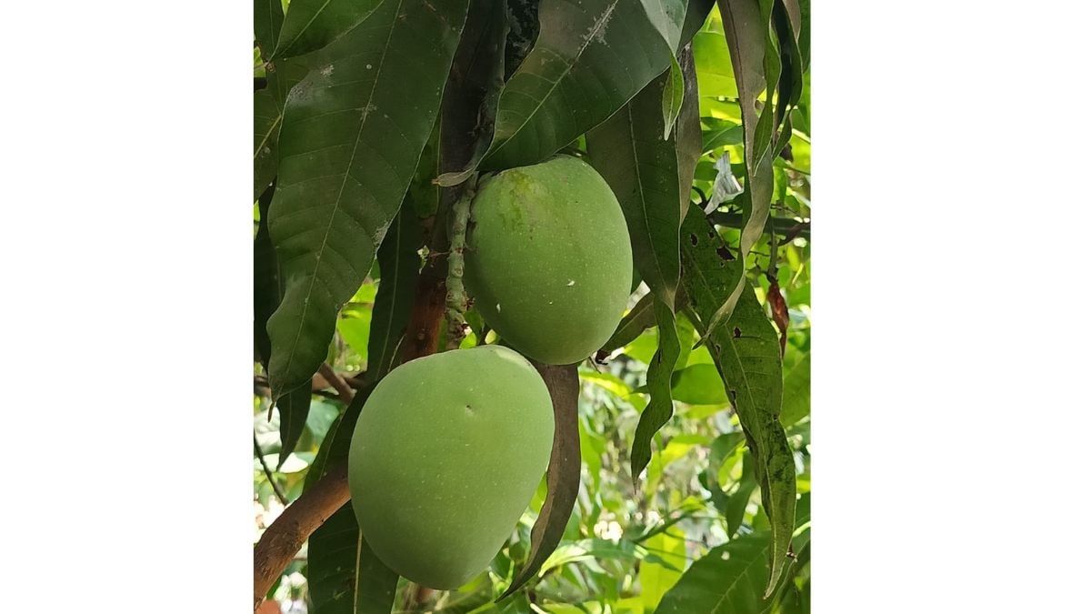 vasai farmers mango crop insurance claim denied