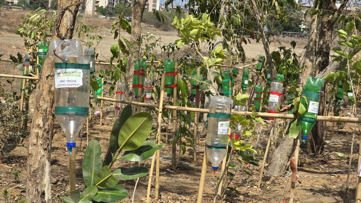 vasai tree saving initiative nanhe foundation summer heat