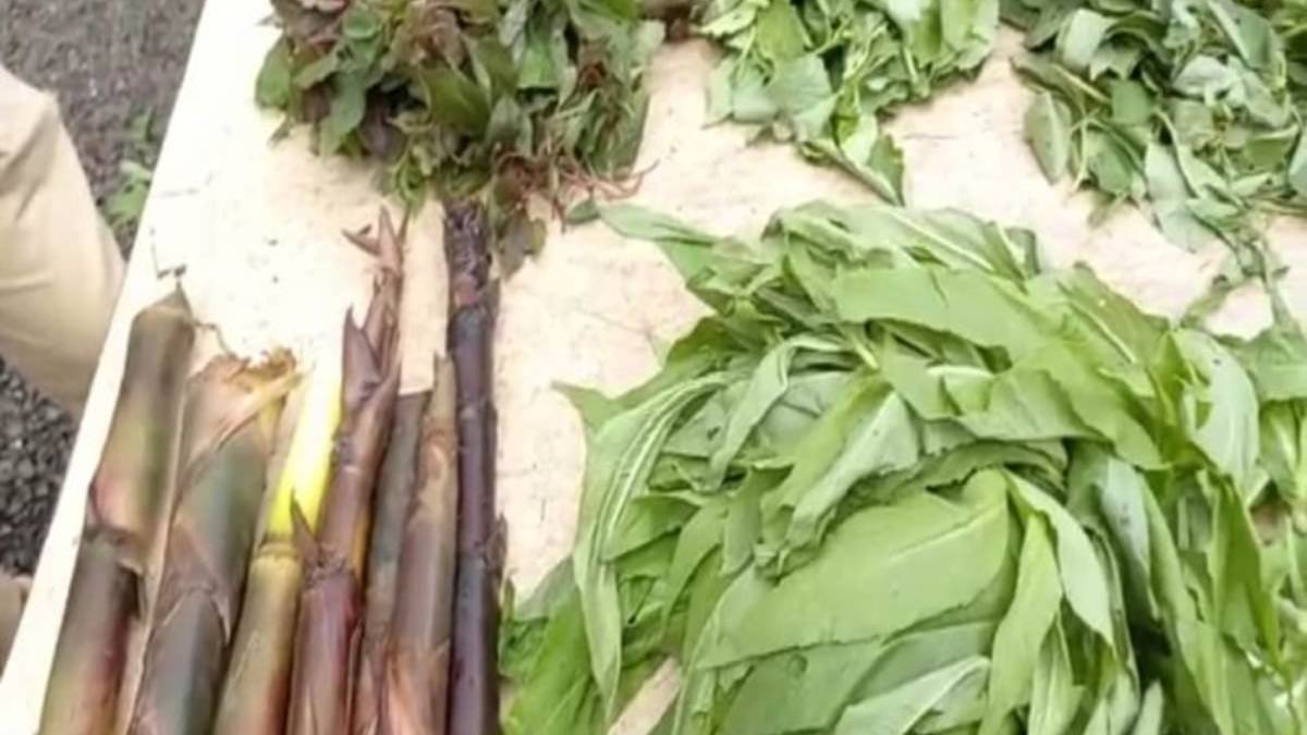 forest vegetables news in marathi