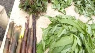 forest vegetables news in marathi